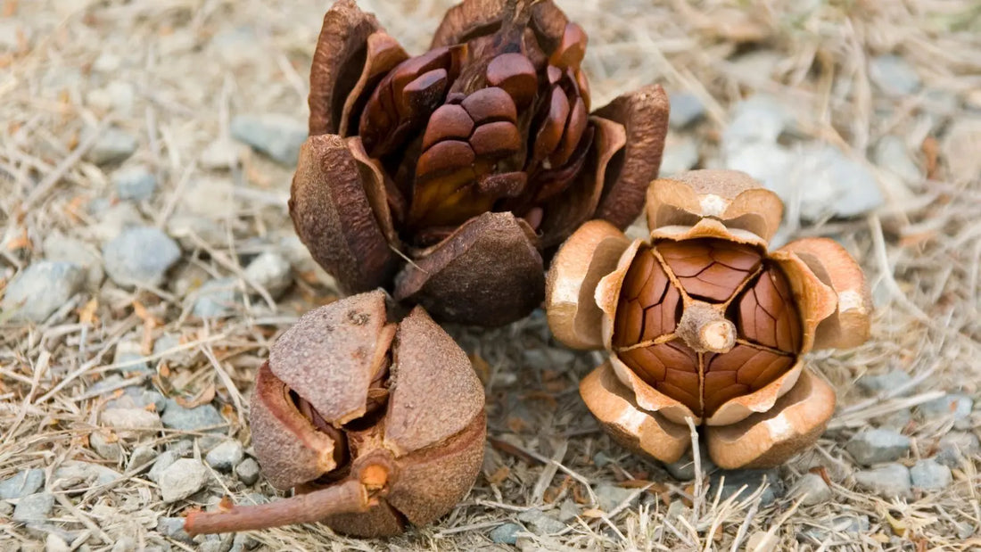 Trois graine de mahogany, l'acajou des antilles