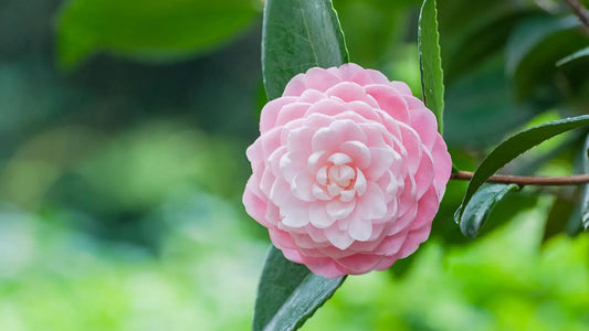 Une magnifique fleur de camélia rose