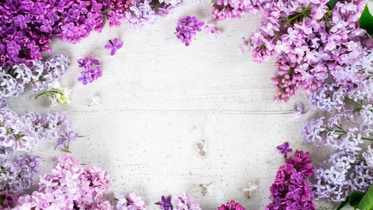 Du lilas de différentes teintes posés sur une table