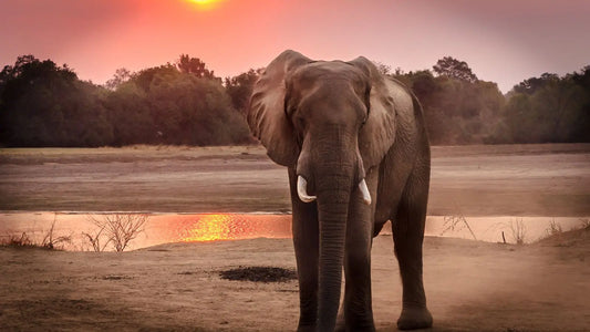 un éléphant avec des défenses d'ivoire dans un paysage de soleil couchant