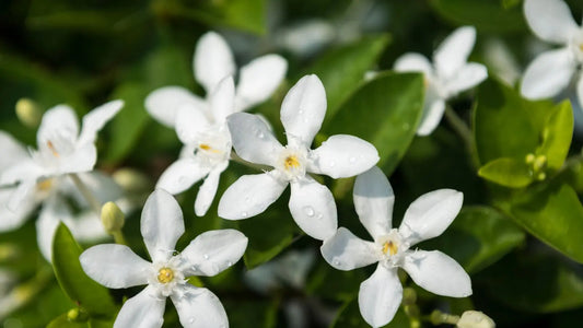 gros plan sur des fleurs de jasmin dans un jardin