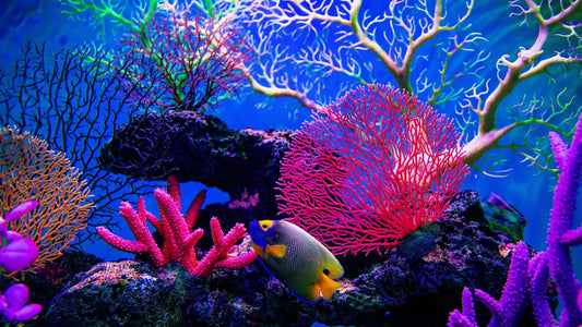 des coraux multicolore et un poisson bleu et jaune