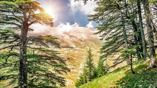 une forêt de cèdre en altitude