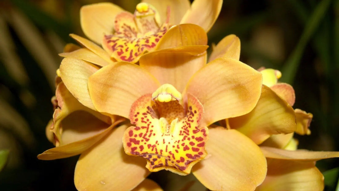 gros plan sur une orchidée jaune, symbole de 55 ans de mariage