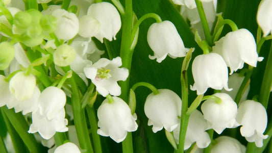 Des brins de muguet, symbole de 12 ans de mariage