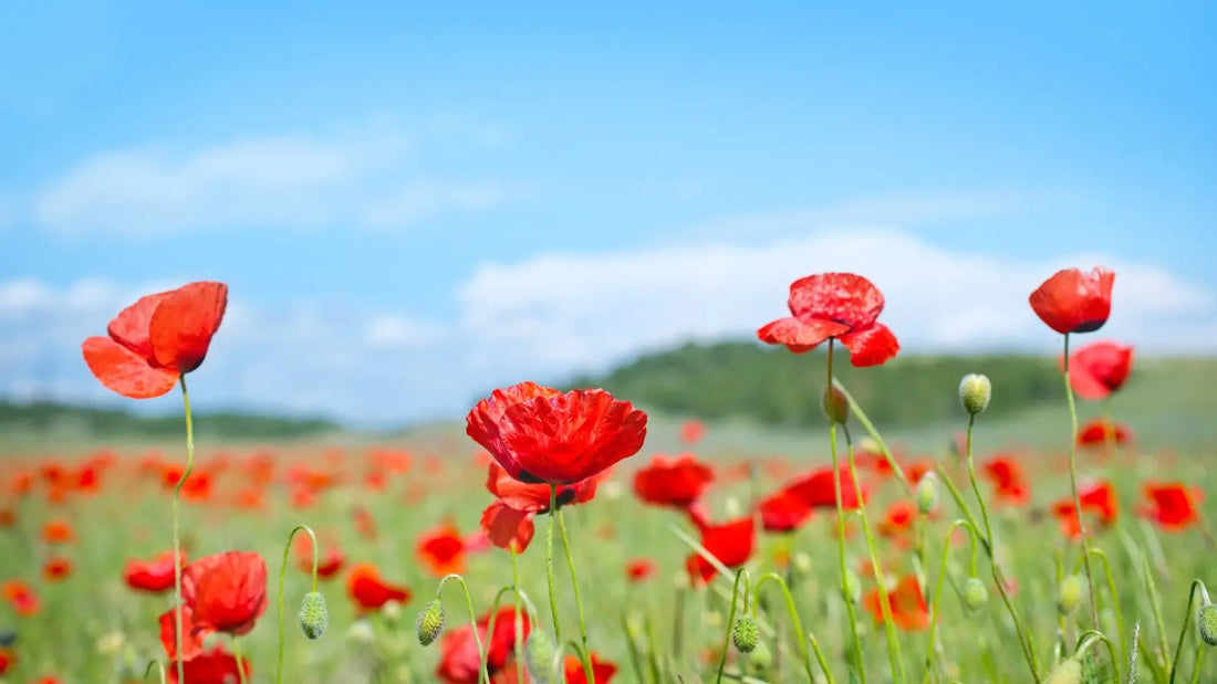 un champ de coquelicot symbole de 8 ans de mariage