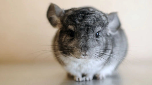 un chinchilla symbole de 67 ans de mariage