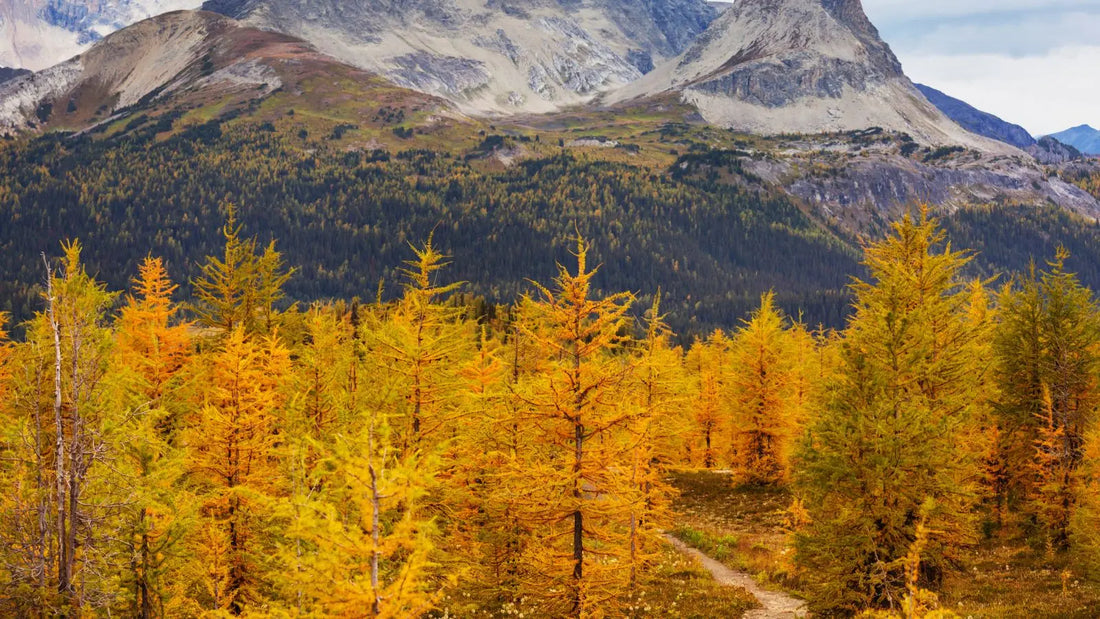 une forêt de mélèze symbole de 69 ans de mariage
